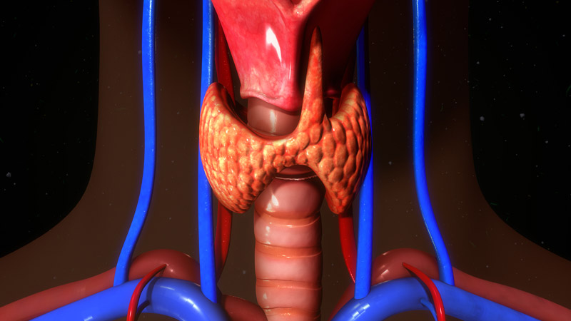 Anatomy of the Thyroid