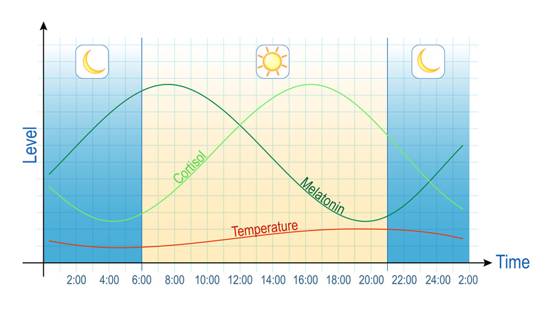 Balance Between Melatonin and Cortisol