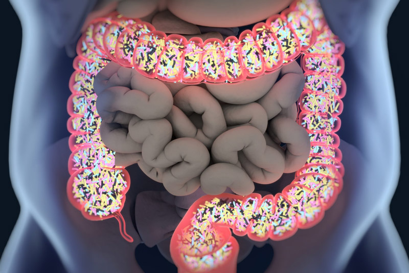 Intestinal Bacteria in the Gut Microbiome