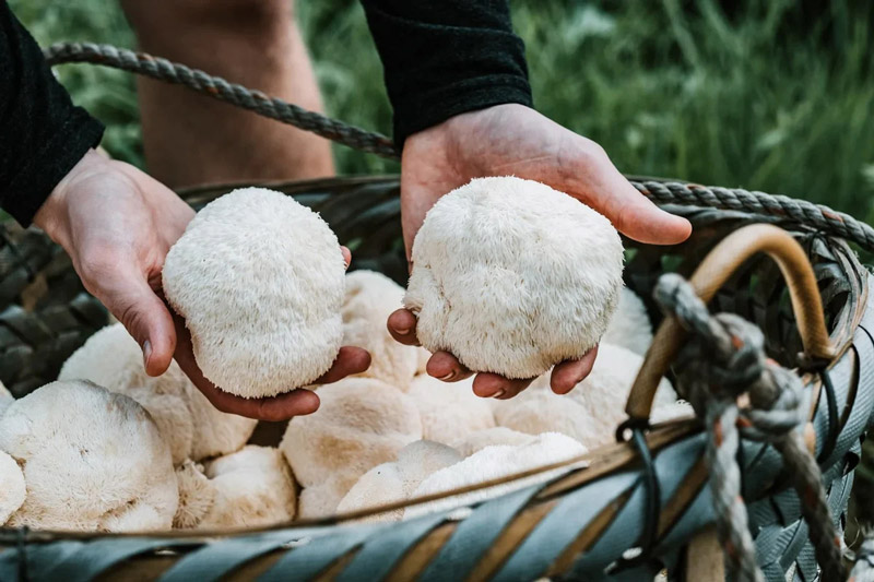 Basket of Lion's Mane Mushrooms