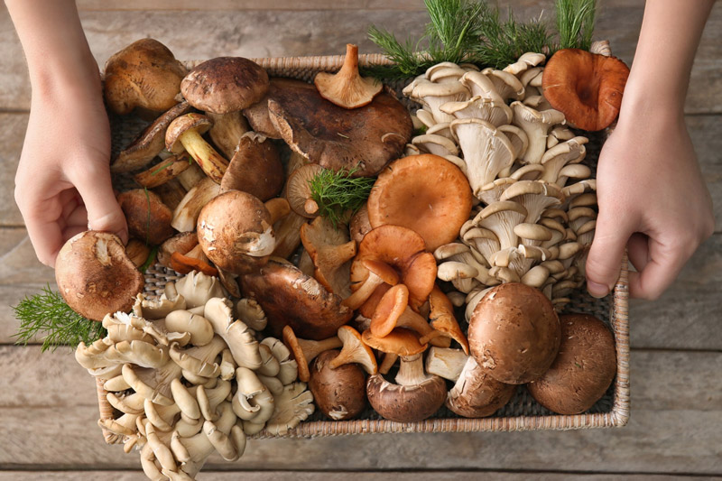 Basket of Medicinal Mushrooms