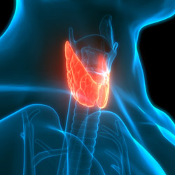 Thyroid Health